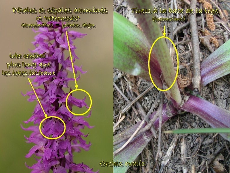 Orchis ovalis ( Orchis superbe ) O_oval12