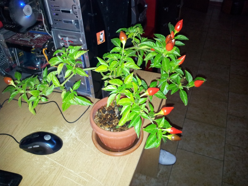 E' fattibile un bonsai di peperoncino ?? - Pagina 2 20111111
