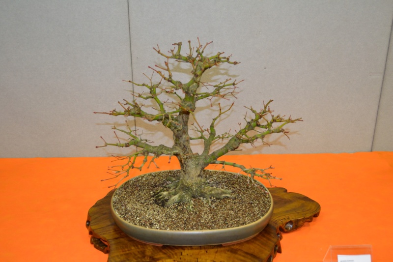 Mostra bonsai 2012  Gonzaga ( MN ) Dsc_0023