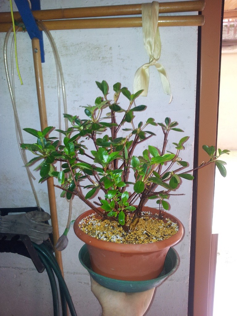 azalea japponica Img_2012