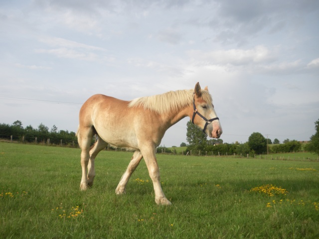 Dep 72, Aubépine de Rehorie, pouliche Percheron 1 an,Réservée par Virginie (2011) - Page 4 Imgp3916