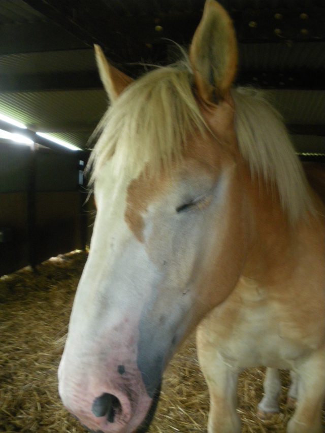 Dep 72, Aubépine de Rehorie, pouliche Percheron 1 an,Réservée par Virginie (2011) - Page 6 Imgp4214