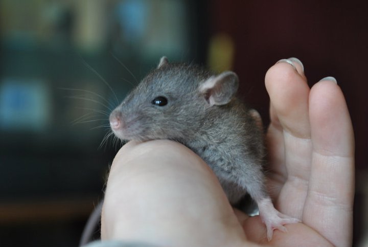  reste un petit male berkshire agouti dans le 56, URGENT  20729910