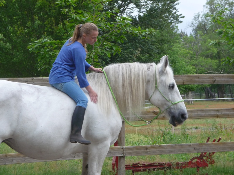 MELODIE DE LA NOTTE et CESAR, percherons et Charlotte33  (Mars 2012) - Page 13 P1040012