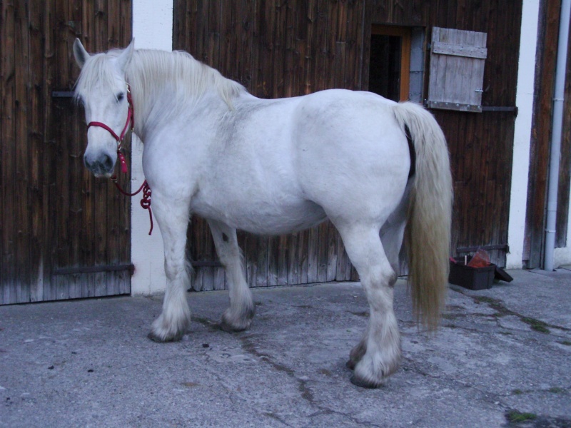 MELODIE DE LA NOTTE et CESAR, percherons et Charlotte33  (Mars 2012) - Page 9 Snb10917