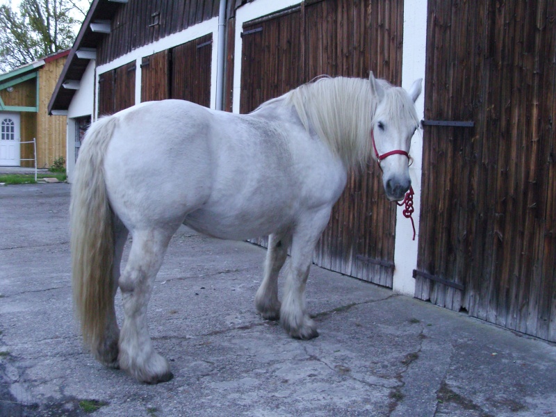 MELODIE DE LA NOTTE et CESAR, percherons et Charlotte33  (Mars 2012) - Page 9 Snb10919