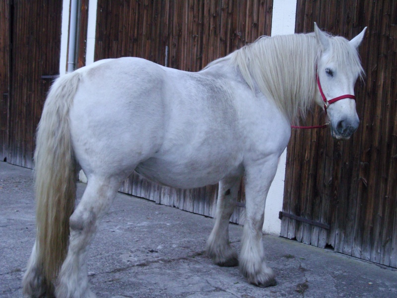 MELODIE DE LA NOTTE et CESAR, percherons et Charlotte33  (Mars 2012) - Page 9 Snb10921