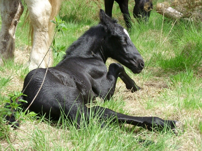 m�lodie - MELODIE DE LA NOTTE et CESAR, percherons et Charlotte33  (Mars 2012) - Page 16 Snb11015