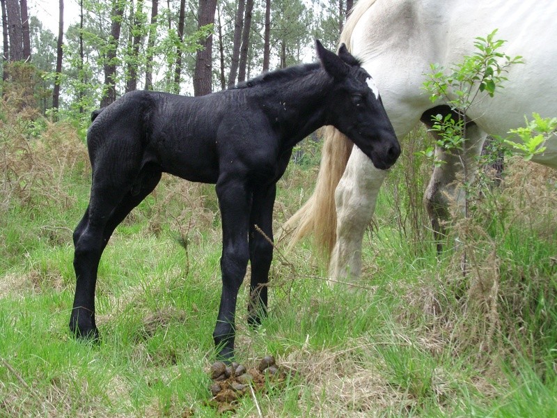 m�lodie - MELODIE DE LA NOTTE et CESAR, percherons et Charlotte33  (Mars 2012) - Page 16 Snb11020