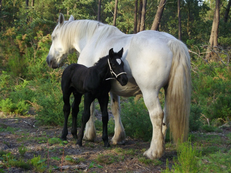 MELODIE DE LA NOTTE et CESAR, percherons et Charlotte33  (Mars 2012) - Page 20 Snb11120