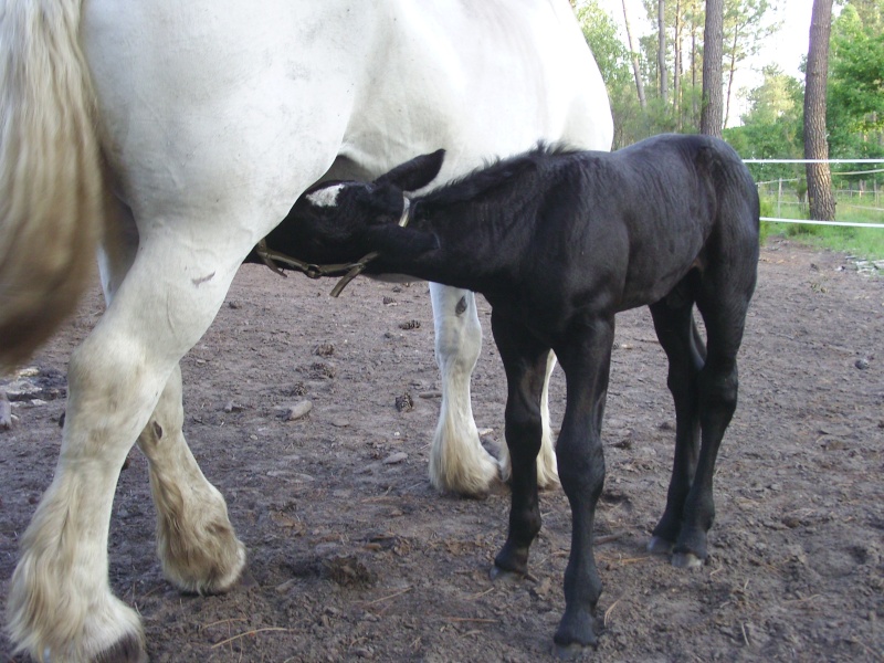 MELODIE DE LA NOTTE et CESAR, percherons et Charlotte33  (Mars 2012) - Page 20 Snb11123