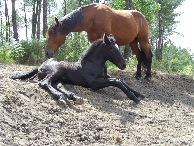 MELODIE DE LA NOTTE et CESAR, percherons et Charlotte33  (Mars 2012) - Page 24 Snb11215