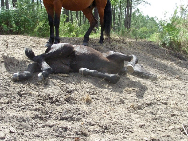 MELODIE DE LA NOTTE et CESAR, percherons et Charlotte33  (Mars 2012) - Page 24 Snb11218