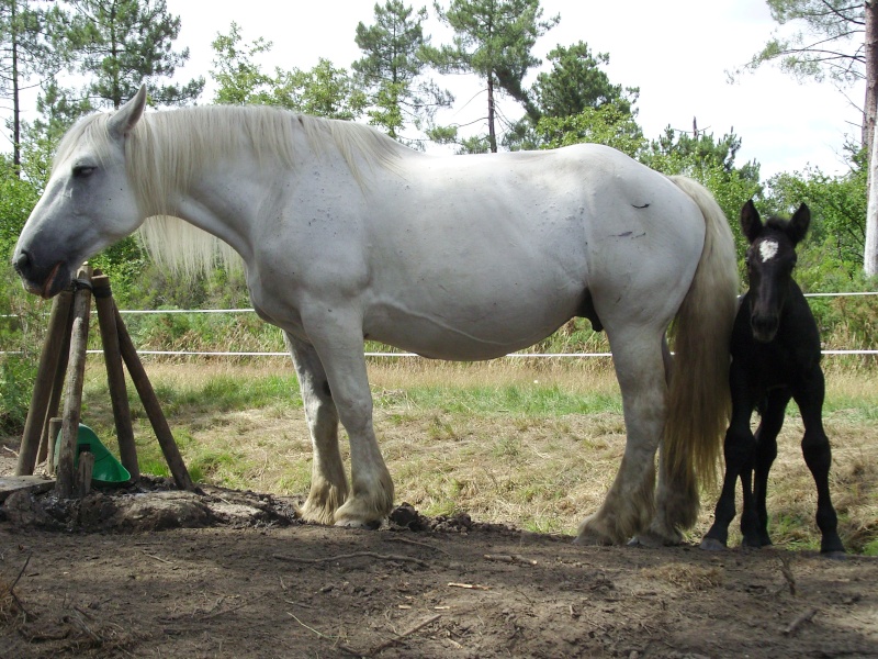 MELODIE DE LA NOTTE et CESAR, percherons et Charlotte33  (Mars 2012) - Page 24 Snb11223