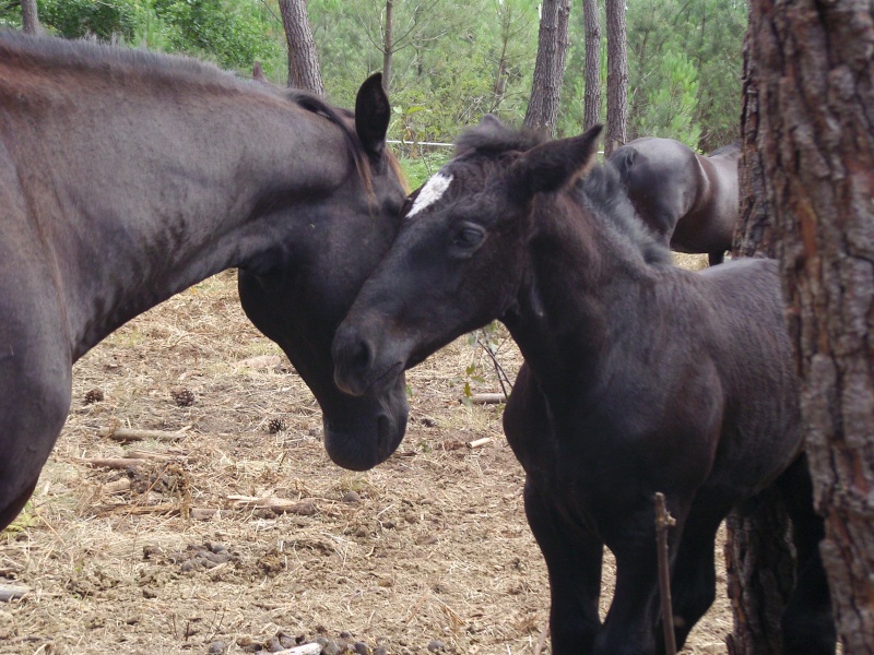 MELODIE DE LA NOTTE et CESAR, percherons et Charlotte33  (Mars 2012) - Page 25 Snb11317