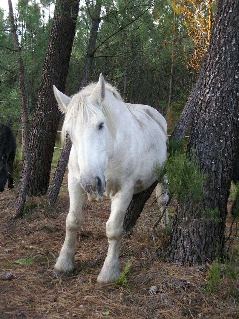 MELODIE DE LA NOTTE et CESAR, percherons et Charlotte33  (Mars 2012) - Page 30 Snb11523