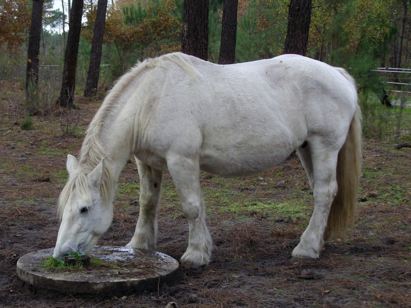 MELODIE DE LA NOTTE et CESAR, percherons et Charlotte33  (Mars 2012) - Page 31 Snb11527