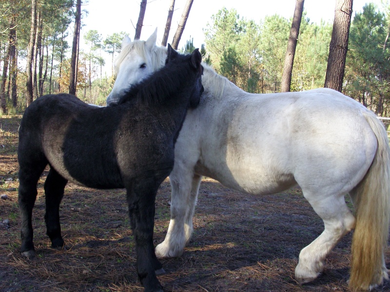 MELODIE DE LA NOTTE et CESAR, percherons et Charlotte33  (Mars 2012) - Page 32 Snb11625