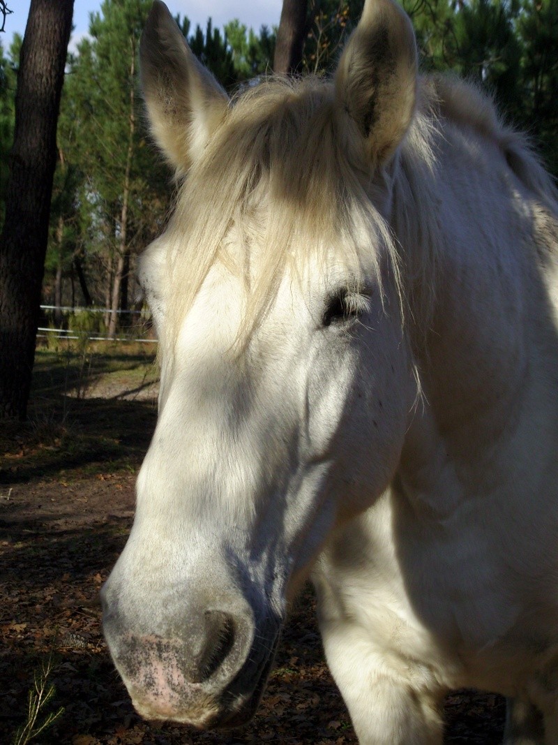 MELODIE DE LA NOTTE et CESAR, percherons et Charlotte33  (Mars 2012) - Page 32 Snb11628