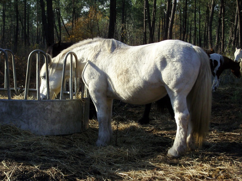 MELODIE DE LA NOTTE et CESAR, percherons et Charlotte33  (Mars 2012) - Page 32 Snb11630