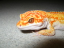 Post your geckos eye pictures *Warning Pic Heavy* Hat_tr13