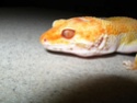 Post your geckos eye pictures *Warning Pic Heavy* Red_ey12