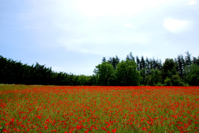 Balade dans le Vaucluse ... Dsc_0048