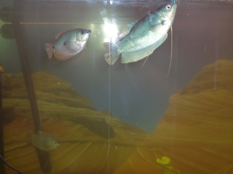 REPRODUCTION DE GOURAMIS DORES Cimg2218