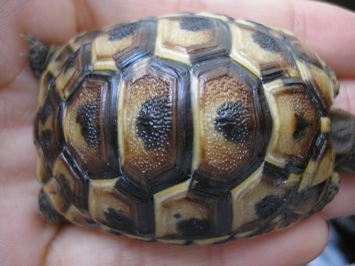 Bébé tortue graeca ou hermann ? P1010412