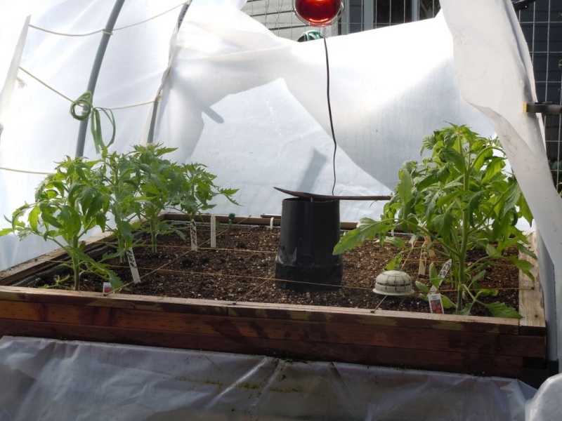 Tomatoes in a hoop house Dscn1610