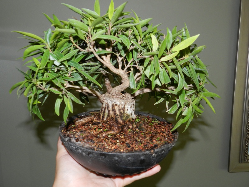 Sumo Shohin Willow Leaf Ficus 00110