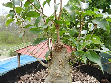 Where to take this Ficus benjamina 'Kiki' 00114