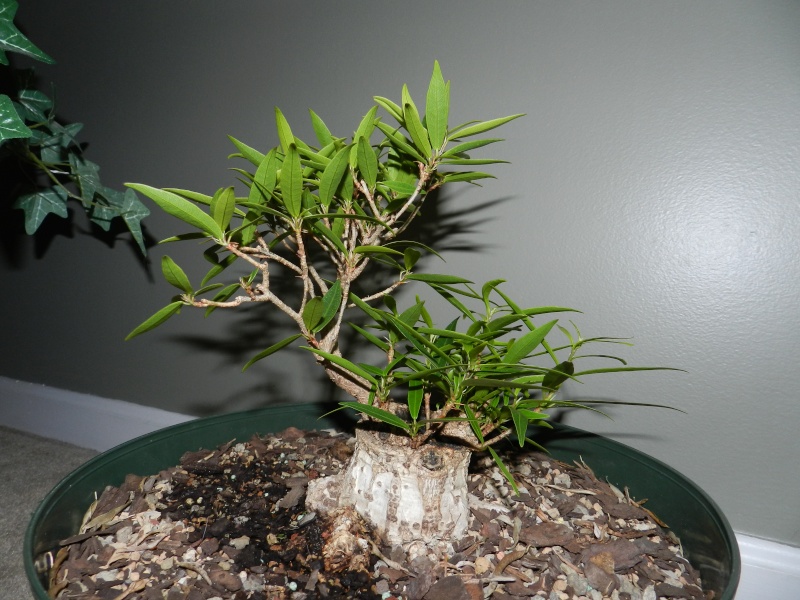 Sumo Shohin Willow Leaf Ficus - Page 2 00115