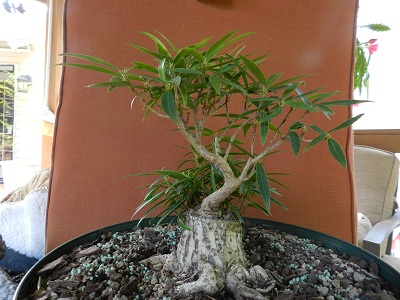 Sumo Shohin Willow Leaf Ficus - Page 2 00229