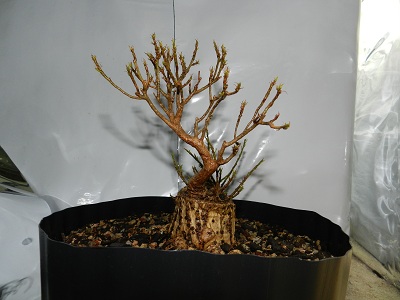 Sumo Shohin Willow Leaf Ficus - Page 2 00231