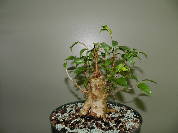 Where to take this Ficus benjamina 'Kiki' 00314
