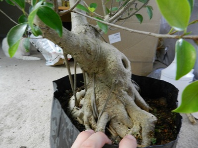 My biggest Ficus 00320