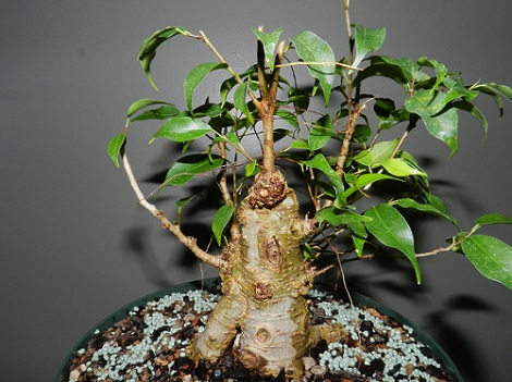 Where to take this Ficus benjamina 'Kiki' 00414