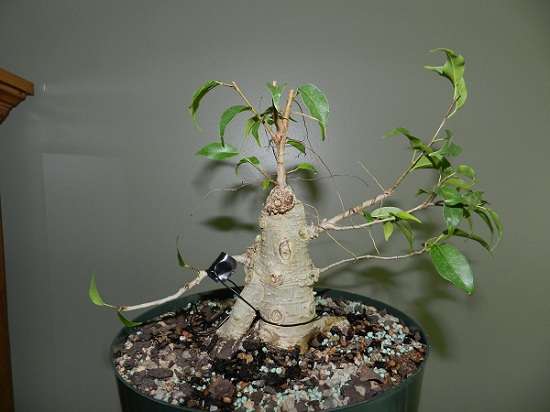 Where to take this Ficus benjamina 'Kiki' 00415