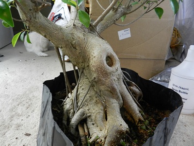 My biggest Ficus 00422