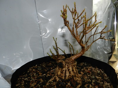 Sumo Shohin Willow Leaf Ficus - Page 2 00427