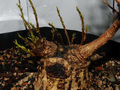 Sumo Shohin Willow Leaf Ficus - Page 2 00525