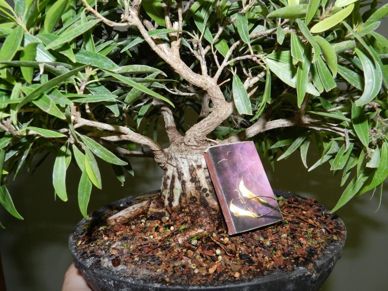 Sumo Shohin Willow Leaf Ficus 00610