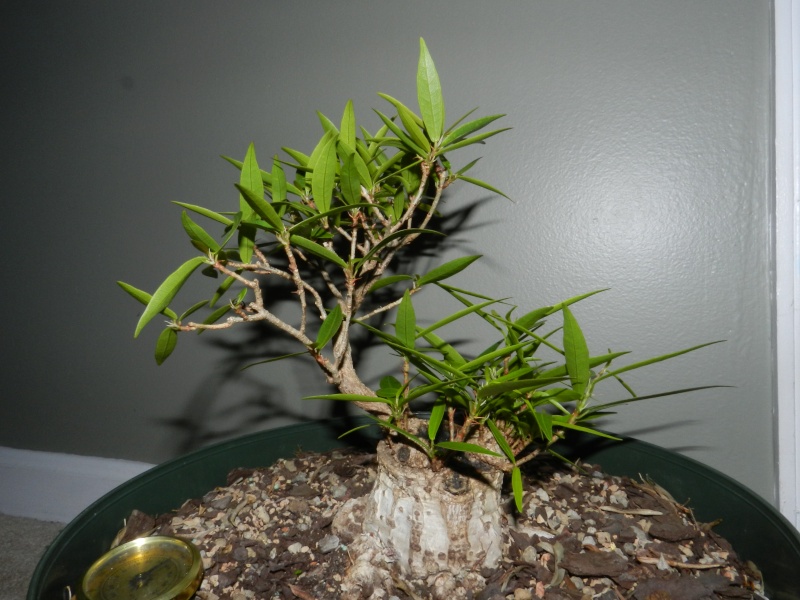 Sumo Shohin Willow Leaf Ficus - Page 2 00615