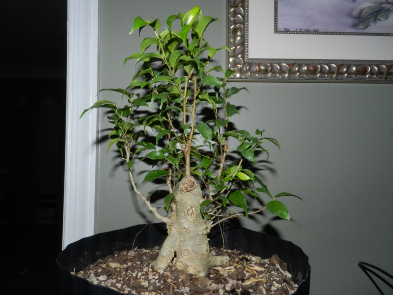 Where to take this Ficus benjamina 'Kiki' 00713