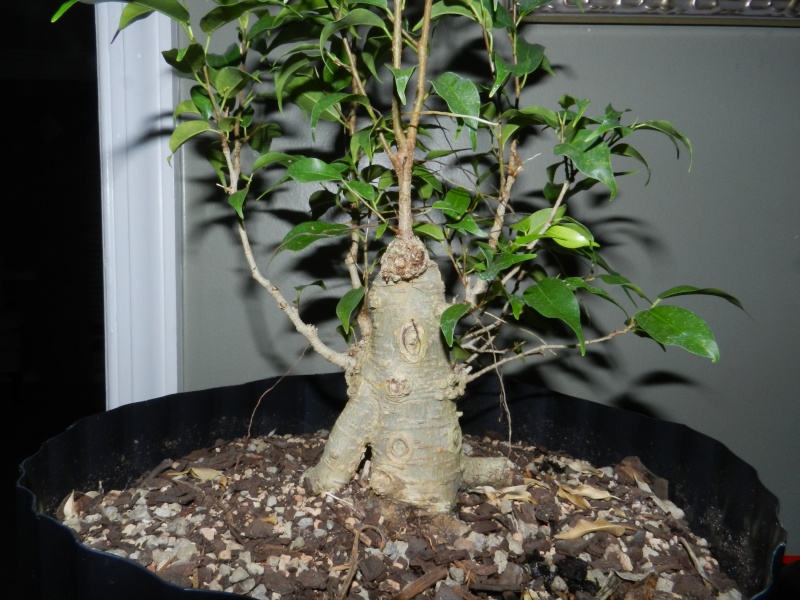 Where to take this Ficus benjamina 'Kiki' 00812