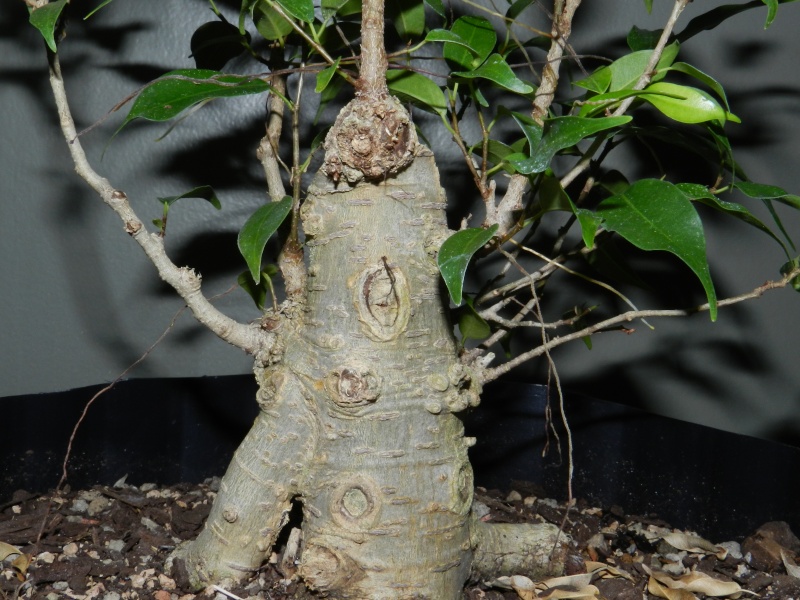 Where to take this Ficus benjamina 'Kiki' 00911