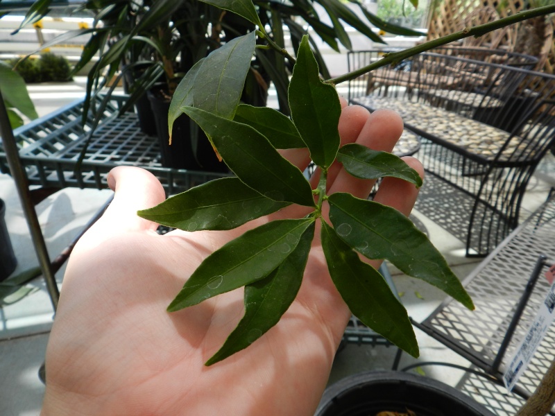 Kumquat as Bonsai?