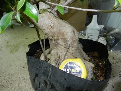 My biggest Ficus 01114