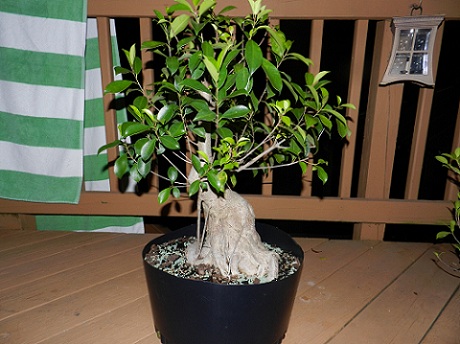 My biggest Ficus 01213
